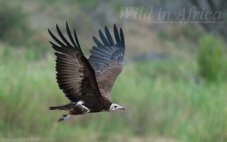 Hooded Vulture (necrosyrtus monachus) | Wild in Africa. | Flickr
