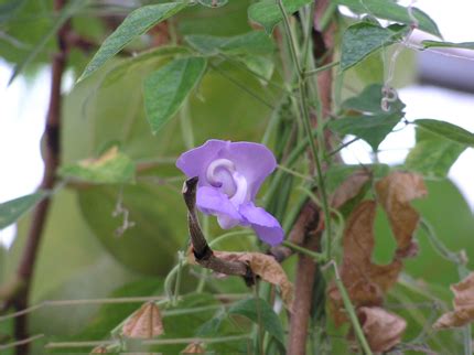 Calabar bean facts and health benefits