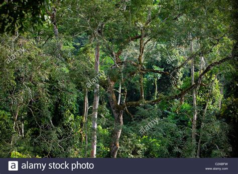 Chimpanzee habitat and rain forest canopy in the Goualougo Triangle Stock Photo, Royalty Free ...