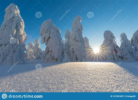 Winter Panorama Landscape with Forest, Trees Covered Snow and Sunrise ...