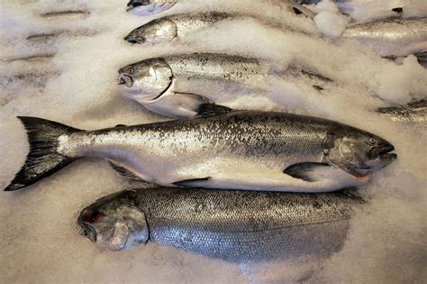 Genetically modified salmon approved for human consumption - oregonlive.com