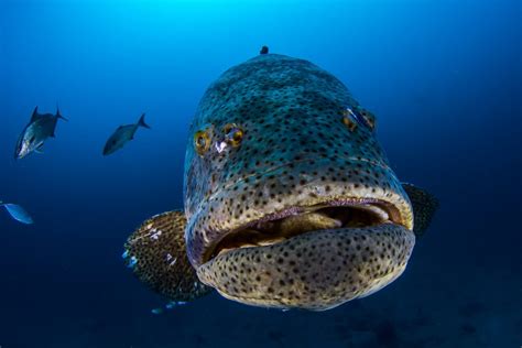 Goliath Grouper May Lose Protection in Florida, USA