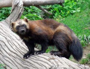 10 Wild Wolverine Facts - Fact Animal