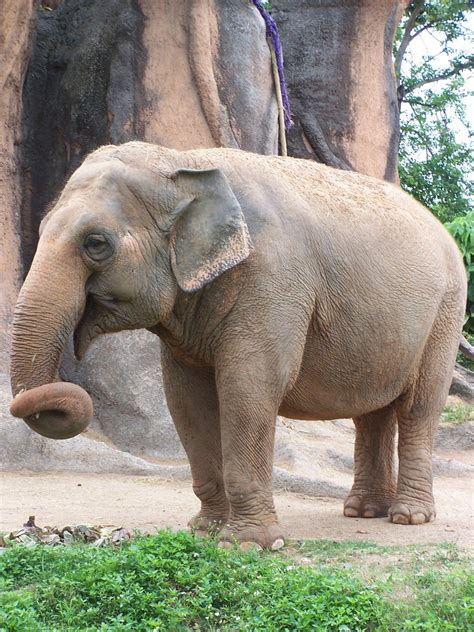 Free Indian Elephants 34 Stock Photo - FreeImages.com