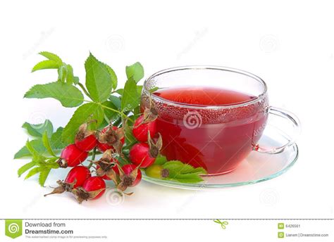 Rose hip tea 02 stock image. Image of herbs, close, common - 6426561