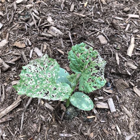 What's eating my cucumber seedlings? - Cooperative Extension: Garden ...