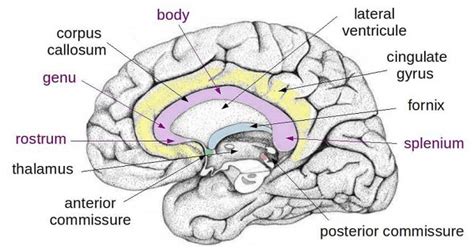 White matter of cerebrum - www.medicoapps.org