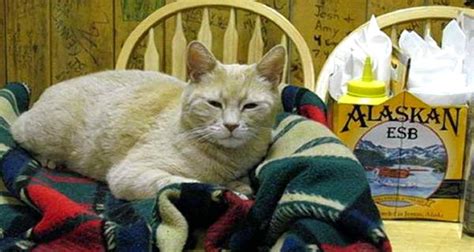 Mayor Stubbs The Cat: Meet The Alaskan Mayor Who Served 20 Years