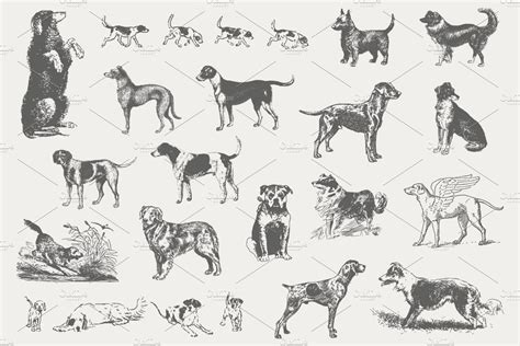 Vintage Dog Illustrations | Illustrations ~ Creative Market