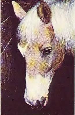 Misty of Chincoteague | Misty, Chincoteague ponies, Horse books