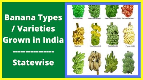 Types Of Banana Trees