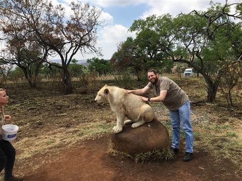 Lion Walk - Lion & Safari Park - Johannesburg, South Afric… | Flickr