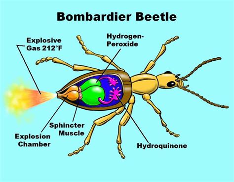 Physiology - Bombardier Beetles