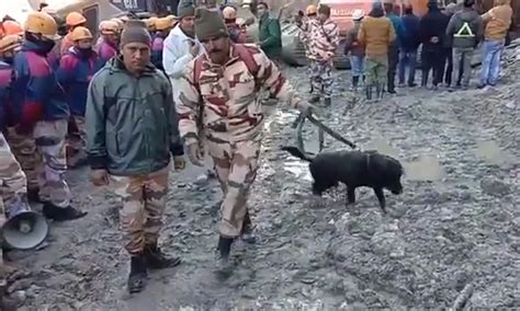 Chamoli Rescue Operation: The Itbp Has Deployed Its Sniffer Dog Squad ...