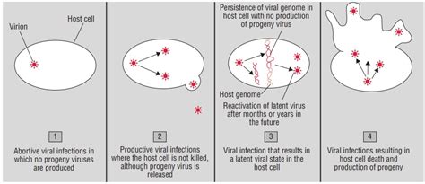 Viral Pathogenesis at the Cellular Level