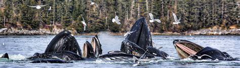 Wildlife Viewing | Alaskan Dream Cruises