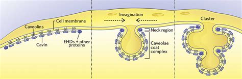 Infographic: Caveolae Form and Function | The Scientist Magazine®