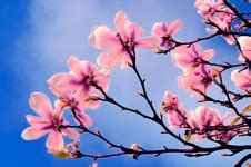 Spring Flower On The Branch Free Stock Photo - Public Domain Pictures