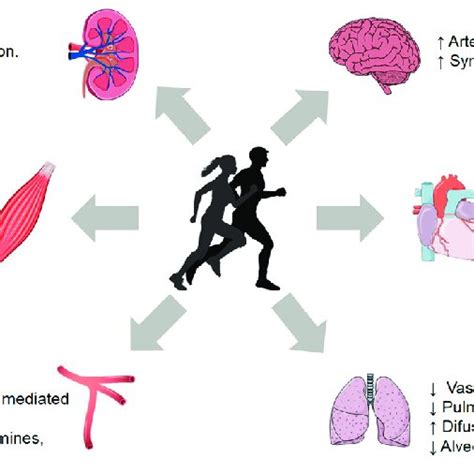 Benefits and physiological effects of moderate-intensity aerobic ...