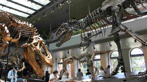 Dinosaur Hall Roars To Life In Los Angeles : NPR