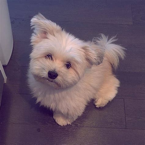 Cute Pomeranian, Havanese mix puppy | Cute pomeranian, Pomeranian puppy, Puppies