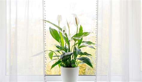 How to Care for a Peace Lily Plant Indoors | Plantscape LIVE