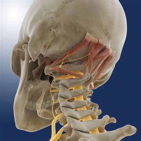 Occipital Bone: Anatomy, Function, and Treatment