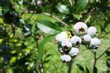 How to Harvest Wild Berries: Foraging for Beginners