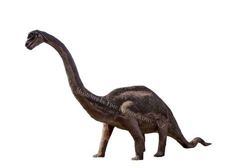 Brontosaurus Dinosaur