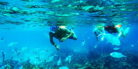 Snorkeling Catalina Island - TOURS PUNTA CANA