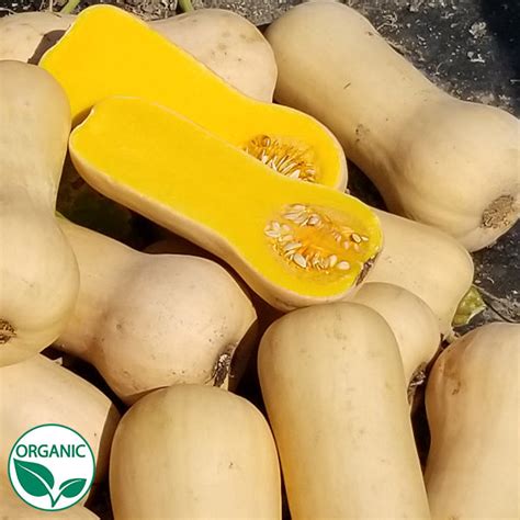 Essex F1 Organic Squash Seeds | Osborne Hybrid Farm Seed Company