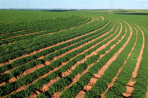 Where in the World Do Peanuts Grow?