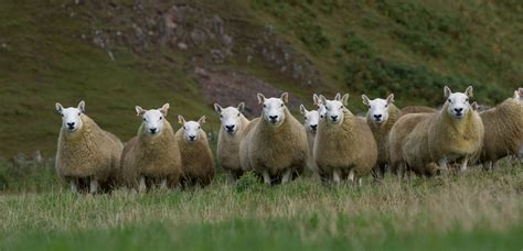 Cheviot Sheep Society | Cheviots