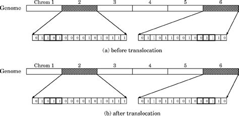 Example of the translocation mutation. | Download Scientific Diagram