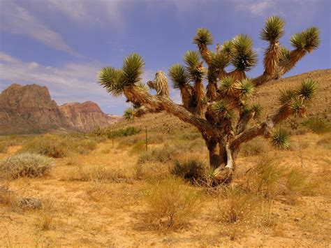 Flora y fauna del desierto - Revista Ambiente