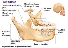 054 Foundational Sciences: Spinal Functional Anatomy & TMJ Functional Anatomy Flashcards - Cram.com