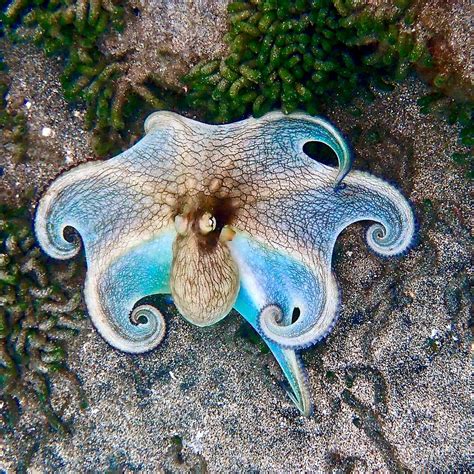 Vivid Octopus Colors Photograph by Annette Kirchgessner