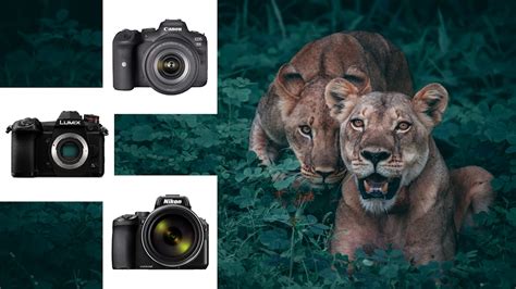 The Best Wildlife Cameras That You Can Rely On