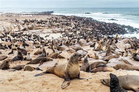 Cape Fur Seals (pinnipedia) on the Seal reserve of the Skeleton Coast; Cape Cross, Namibia ...