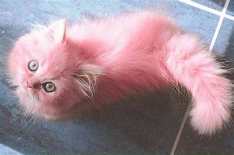 PÉROLA (Cat) | Cute animals, Pink cat, Crazy cats