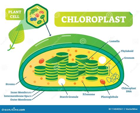 Plant Chloroplast Chemical Biology Vector Illustration Cross Section Diagram. Stock Vector ...