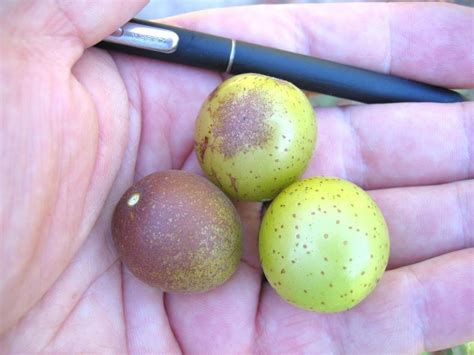 New information on fungicide options for diseases of muscadine grapes | Southern Region Small ...