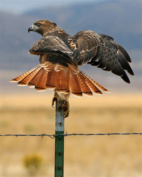 Species Spotlight: Red-Tailed Hawk