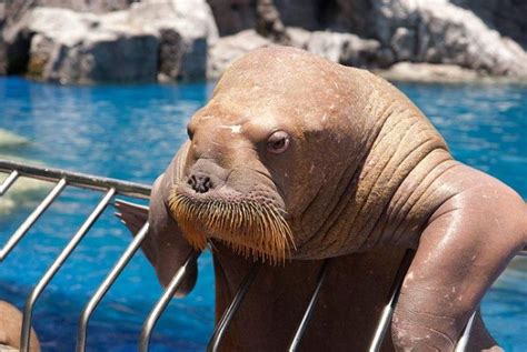 Funny Walrus New Images/Photos 2012 | Funny Animals