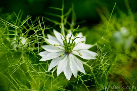 Nigella Flowers | garden withoutdoors