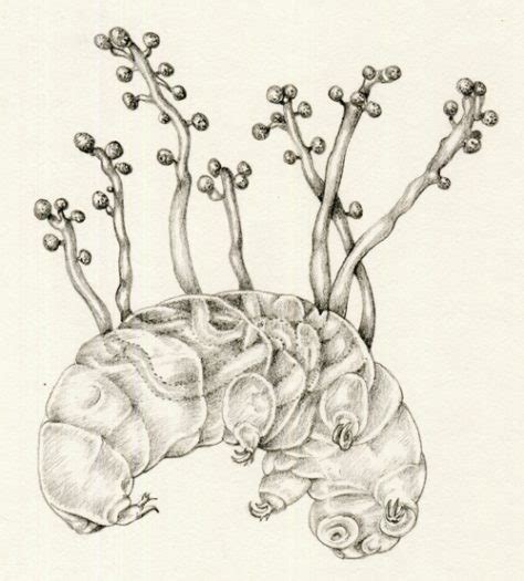 Scientific Illustration in Pencil - Lizzie Harper