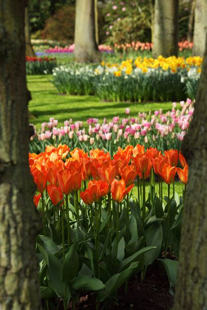 Keukenhof Gardens Free Stock Photo - Public Domain Pictures