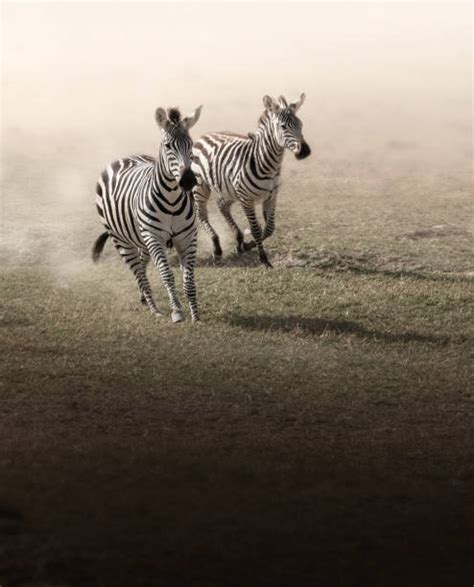 1,700+ Zebra Running Stock Photos, Pictures & Royalty-Free Images - iStock