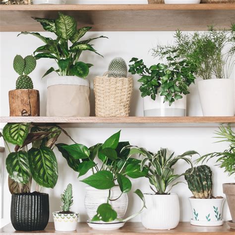 20 Best Low-Maintenance Houseplants to Grow | Easy Indoor Plants