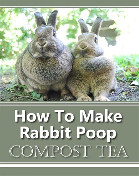 How To Make Rabbit Poop Compost Tea